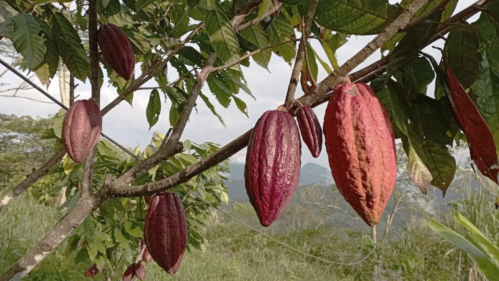 A lot of cacao trees approaching harvest